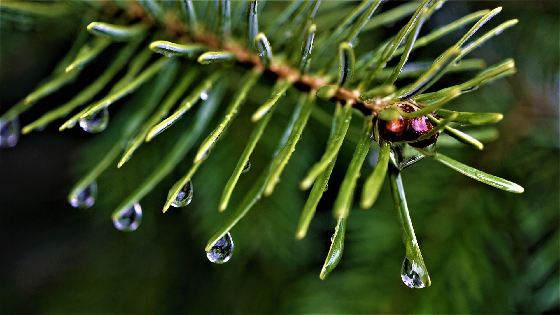 Water the tree often